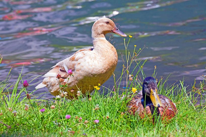 Zwei Enten von Christa Kramer