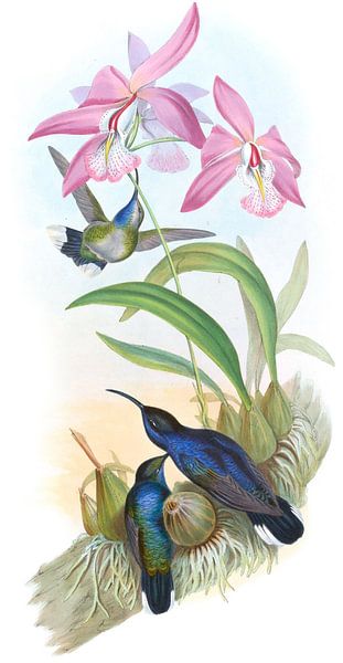 De Lattre’s Sabre-wing, John Gould by Hummingbirds