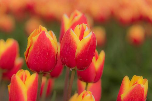 Tulpen, rood met een gele rand