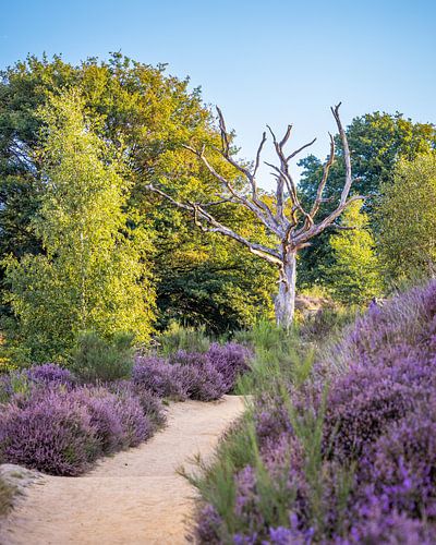 Le parc national de Veluwezoom, haut en couleur sur Nicky Kapel