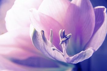 Soft Beauty Amarillys