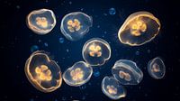 Golden jellyfish floating in deep blue ocean