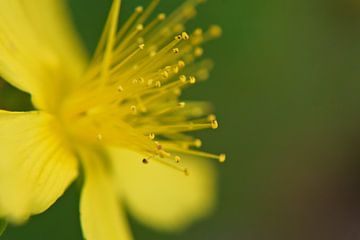 Millepertuis en fleurs sur Dirk Maes