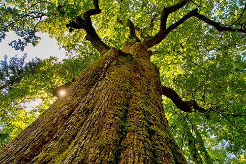 Machtige eik