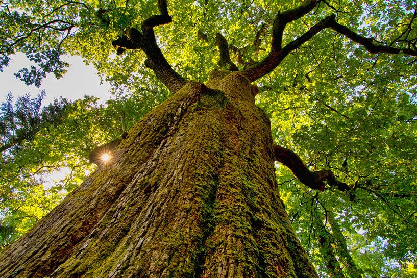 Mighty oak by Tanja Voigt