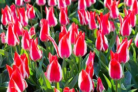 Veld met rood-wit gekleurde tulpen