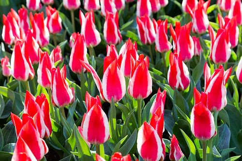 Veld met rood-wit gekleurde tulpen