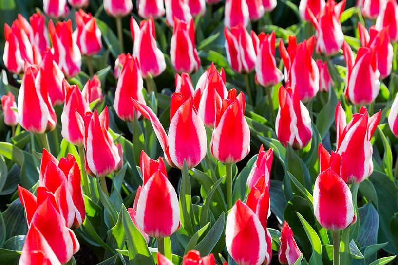 Veld met rood-wit gekleurde tulpen par Ben Schonewille