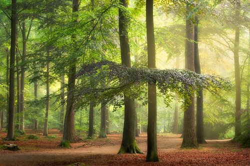 Das Flüstern im Wald