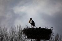 Ooievaar op het Nest