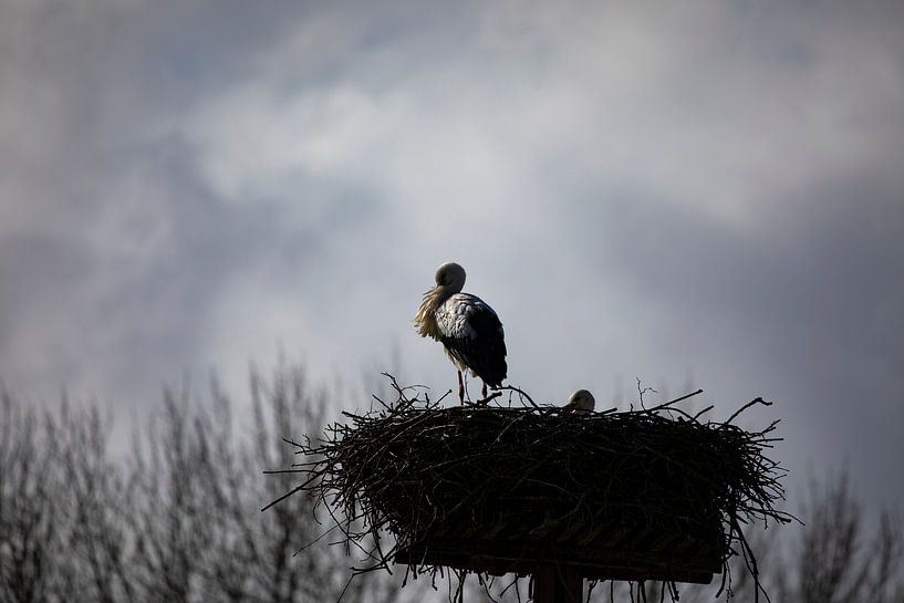 Der Storch auf dem Nest von Petro Luft