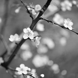 Blossom by Dianne van der Velden
