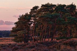 National Park Hoge Veluwe von Ed Vroom