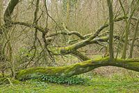 Gevallen bomen met mos