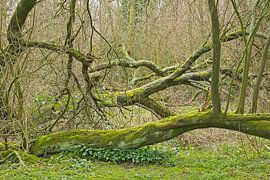 Fallen trees with moss by Kristof Lauwers
