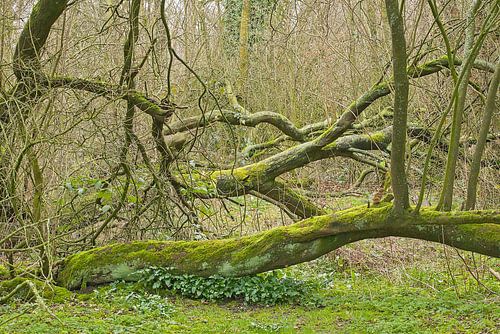 Gevallen bomen met mos
