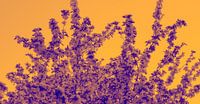 Bloemen boom