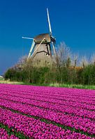 Windmill with tulips