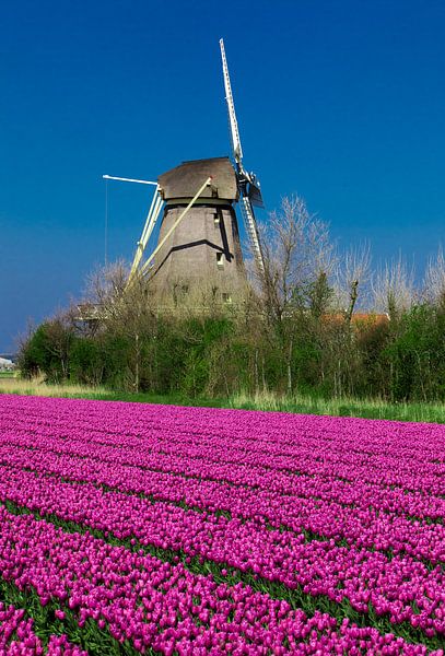 Moulin à vent avec tulipes par vincentdevriesfoto.nl