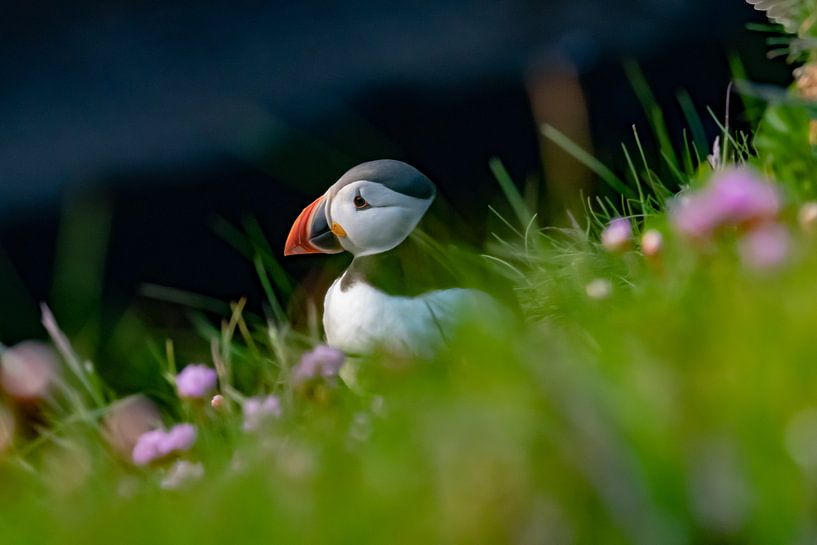 Un macareux dans l'herbe par Merijn Loch