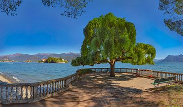 Ein Aussichtspunkt mit einem ungewöhnlichen freistehenden Baum mit Blick auf die Isola Bella, Stresa