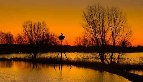 Ooievaar bij zonsondergang