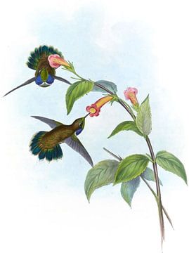 Geoffroy's Wedge-Bill, John Gould van Hummingbirds