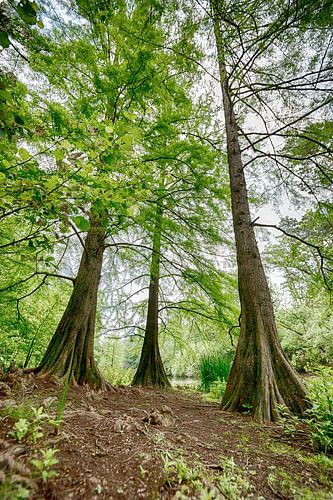 Les arbres dans le Tilburgse Wandelbos