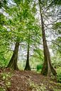 Bomen in het Tilburgse Wandelbos van Mark Bolijn thumbnail