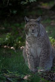 Eurasischer Luchs im Waldlicht von Exclusive Photos by Erwin Floor
