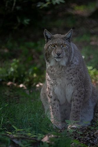 Lynx eurasien à Boslicht