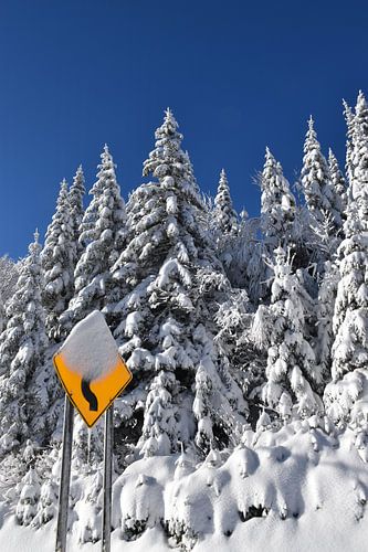 Een besneeuwd bos na de storm