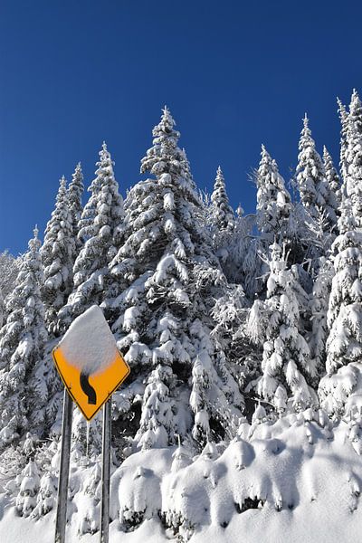 A snowy forest after the storm by Claude Laprise
