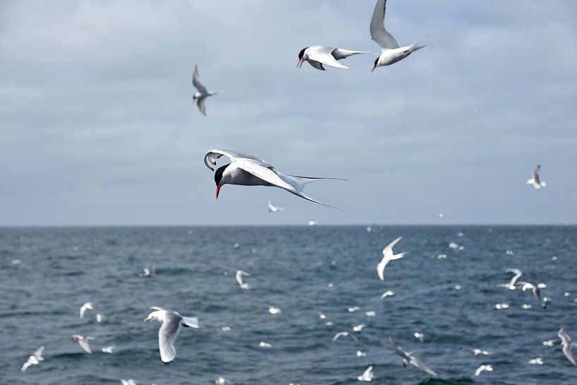 Arktische Küstenseeschwalben bij Reykjavik  von Jutta Klassen
