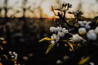 Fleurir