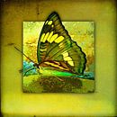 Butterfly | Butterfly van Dirk H. Wendt thumbnail