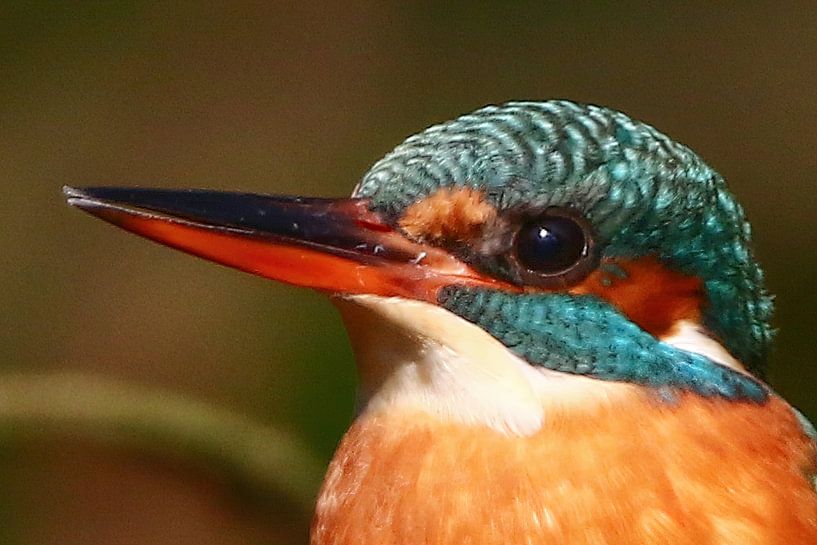 Kingfisher portrait by Anne Ponsen