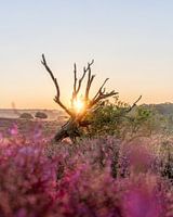 Sunrise over flowering heathland in Veluwezoom National Park