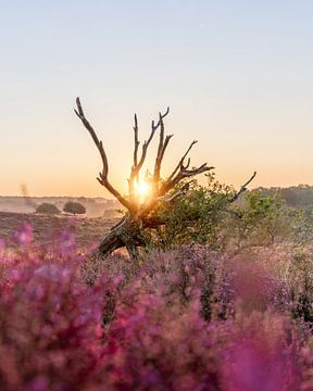 Sunrise over flowering heathland in Veluwezoom National Park
