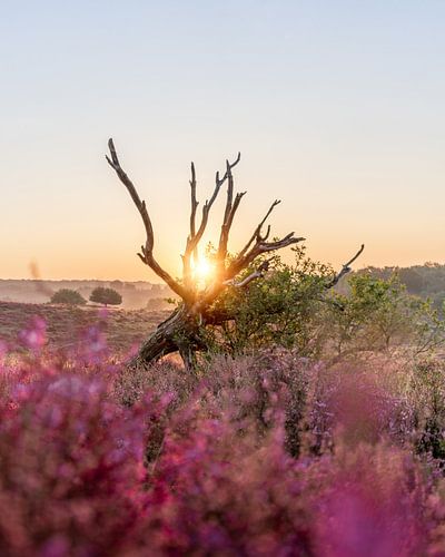 Zonsopkomst boven de bloeiende heide in Nationaal Park Veluwezoom