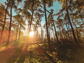 The sun lights your day in colour