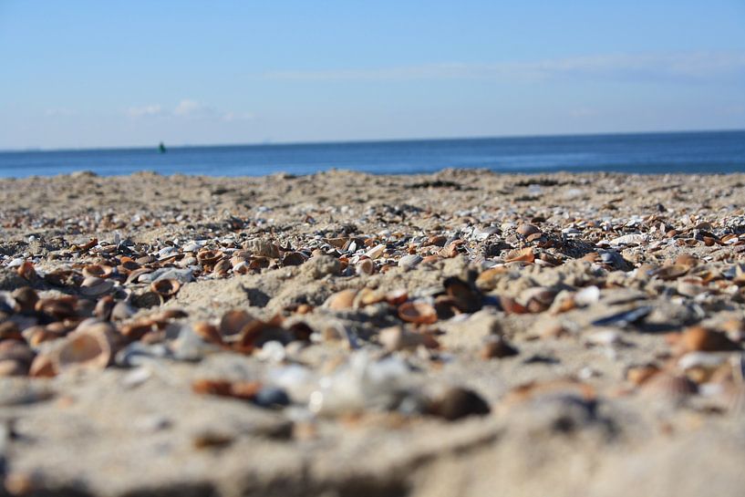 Schelpen Strand  par Luuk de Wit