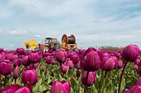 De magnifiques champs de tulipes