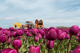 Beautiful tulip fields by Kelly Sabrina