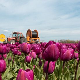 Schöne Tulpenfelder von Kelly Sabrina