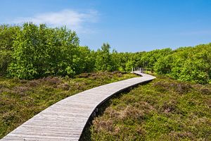 Landschaft in den Dünen bei Norddorf auf der Insel Amrum