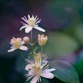 Fleurs sauvages sur Danny van den Berg