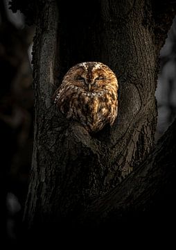 Tawny Owl by basnieuwenh