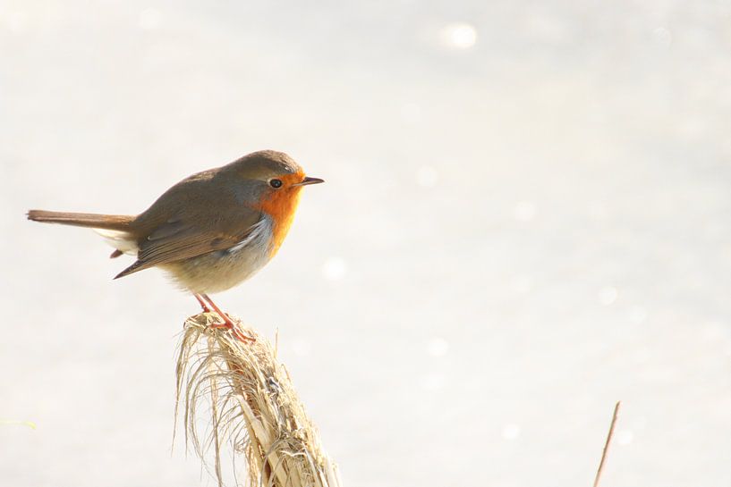 Robin by Manon Van Holten