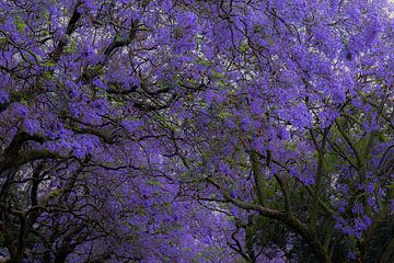 Jaccaranda-Bäume in Blüte. von Joost Leferink